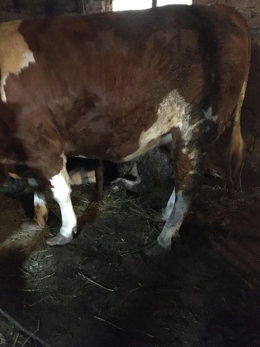 Juninca de doi ani gestantă in luna a șaptea