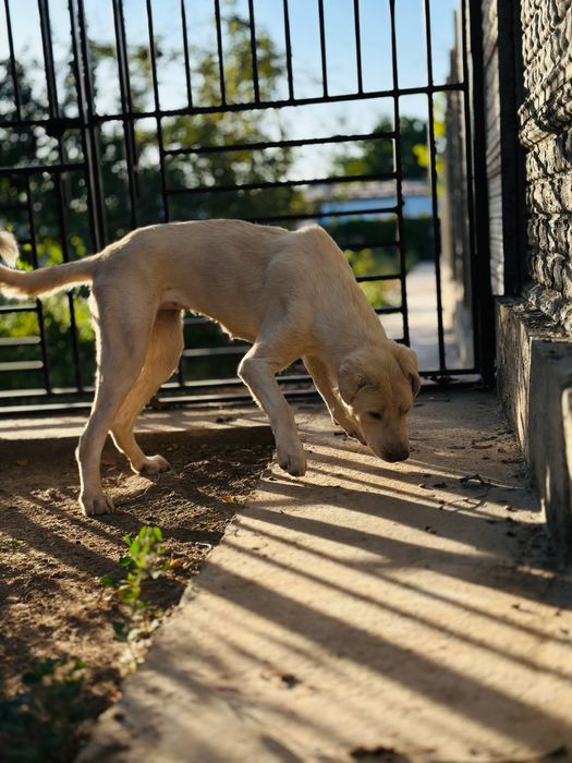 Охана ищет семью.