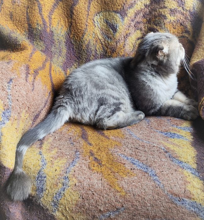 Шотландец ищет дом !