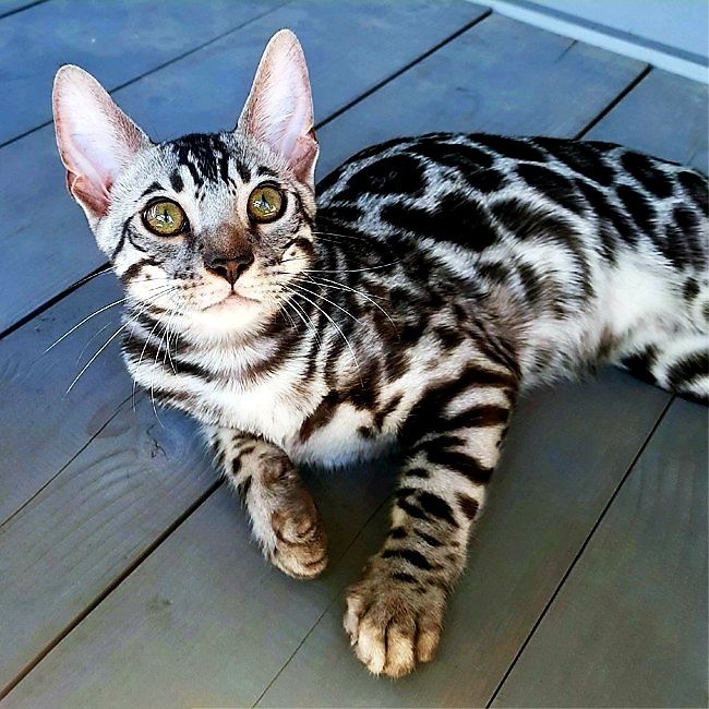 SILVER Bengal- котята !