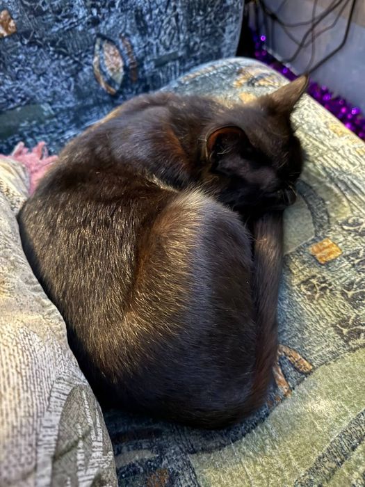 Ищет дом ласковая кошечка Луна