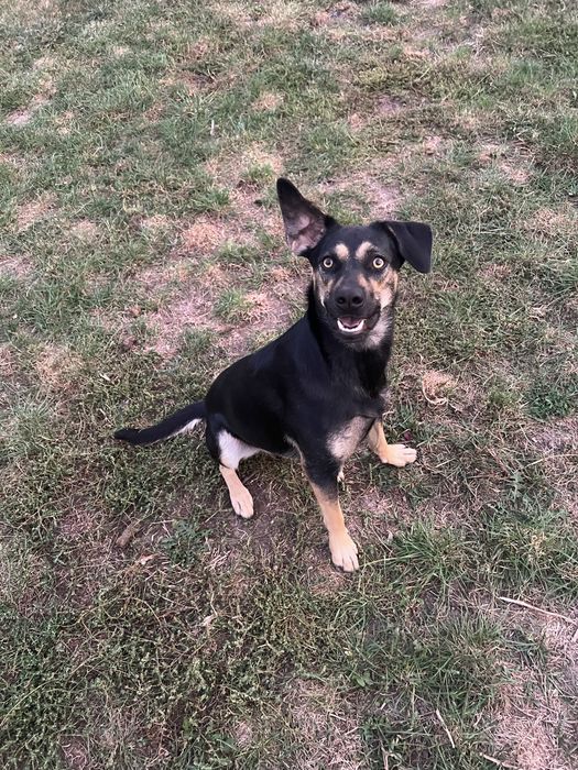 Catelusa metis spre adoptie