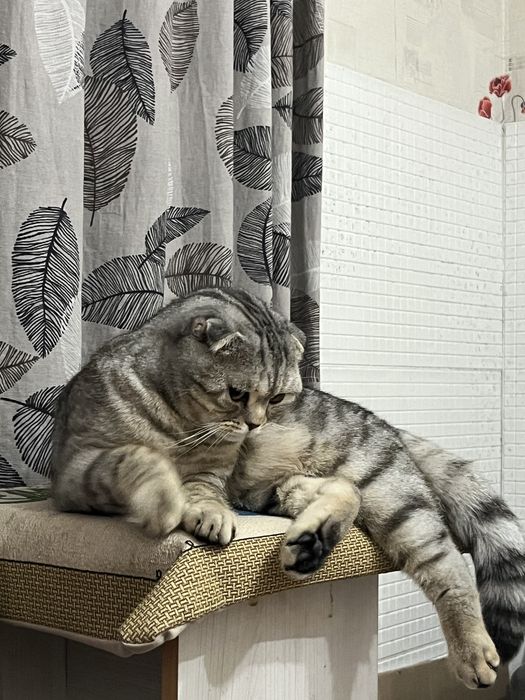 Шотландский вислоухий котик