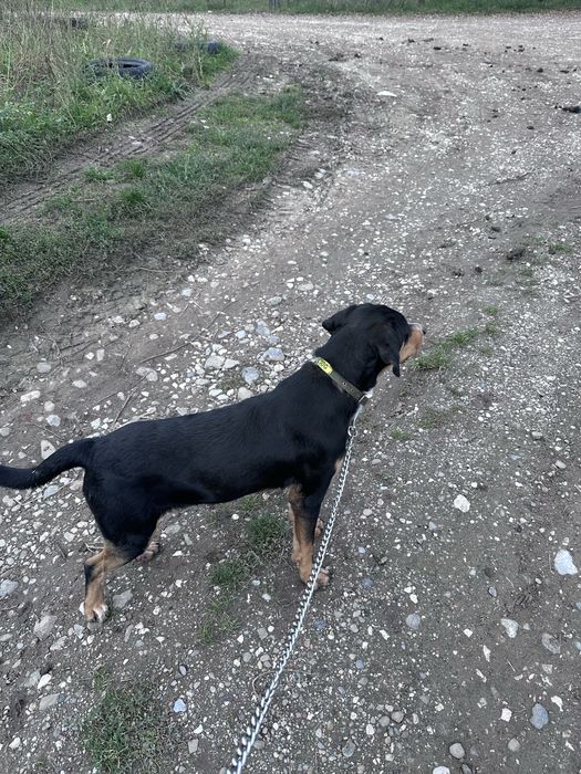 Disponibil copoi ardelenesc 1 an