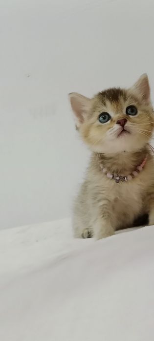 Роскошные котята Скоттиш Фолд и Страйт  золотая Девочка