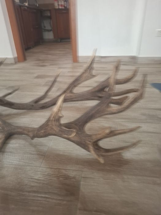 Coarne de cerb carpatin