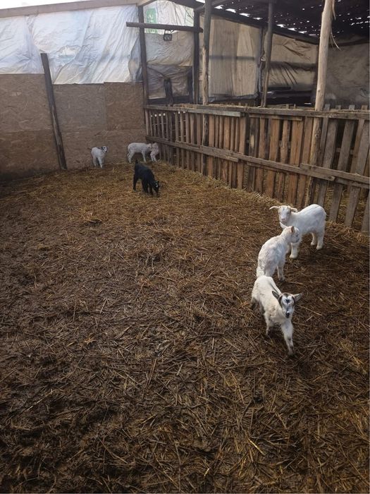 Capre de taiat si iezi