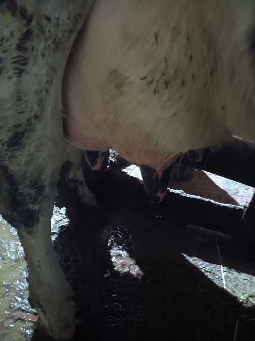 Vând vacă de 12 ani