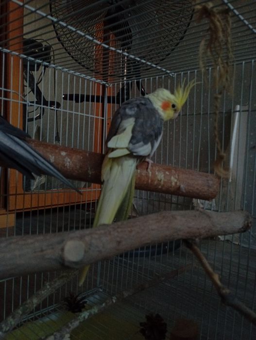 попугаи кореллы с клеткой