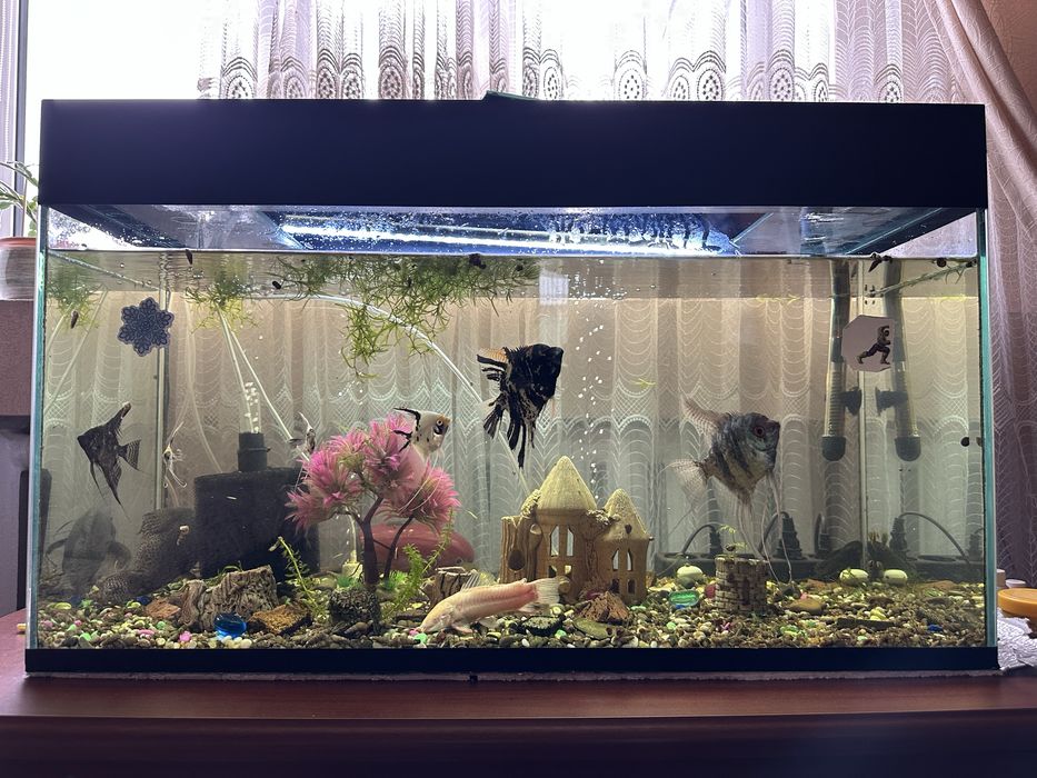 Продам аквариум 120 литров + рыбы