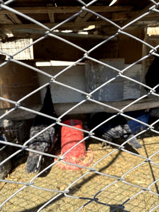 Индюклар сотилади Тоза парода