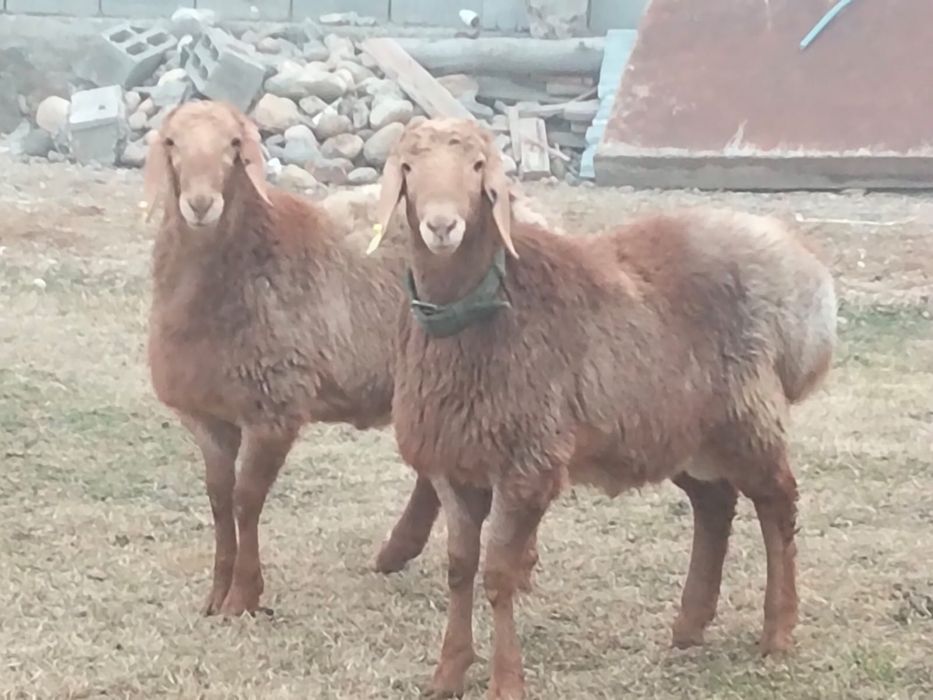 Токты кошкар тоқты қошқар