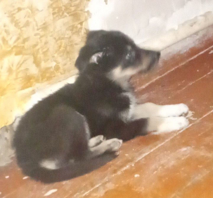 Очень крупный щенок девочка