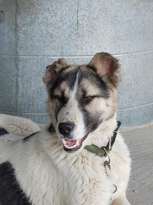 Щенок күшік породный