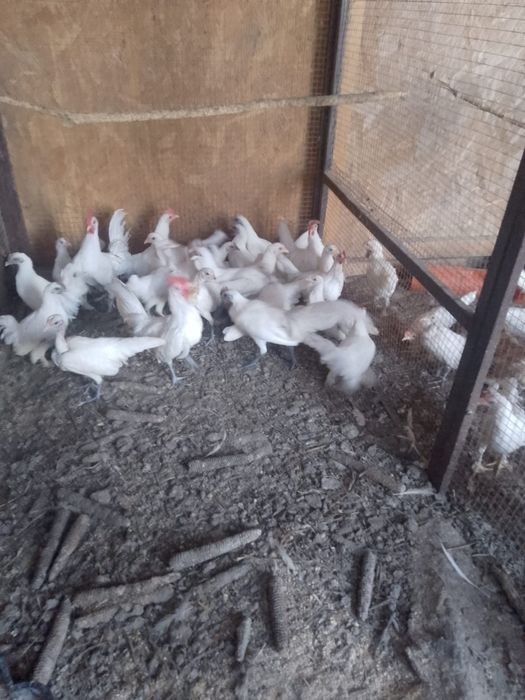 de vânzare găinușe