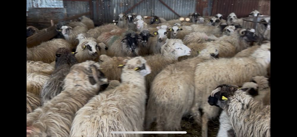 Vand 190 de oi cu miei