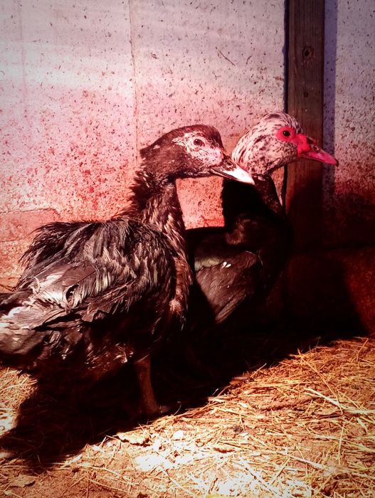 Продам индоуток и селезня.