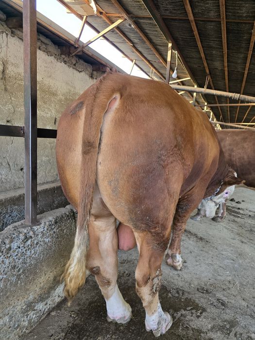 Simmental buqa s