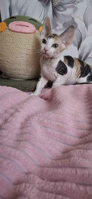 Сфинксы милые создания