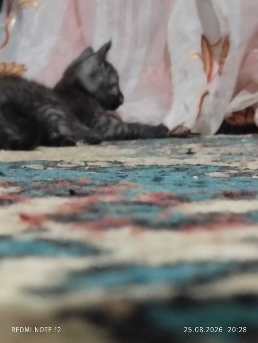 Безумно чудесные котята .