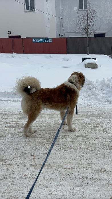 На вязку Кобели. Сао.