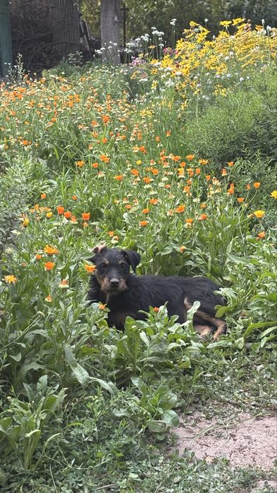 Потерялась собака в районе Иссыка!