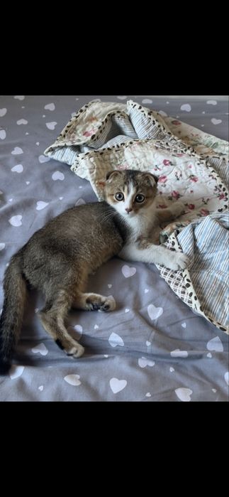 Котенок мальчикк