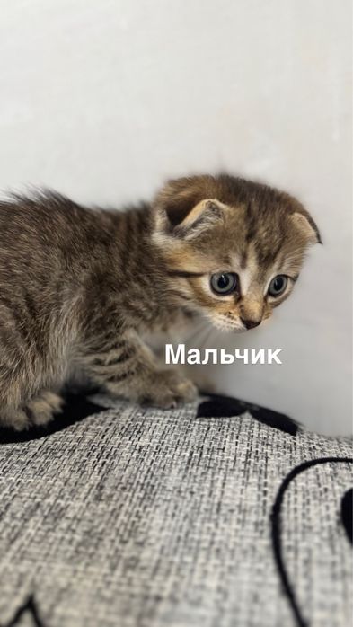 Вислоухие котята