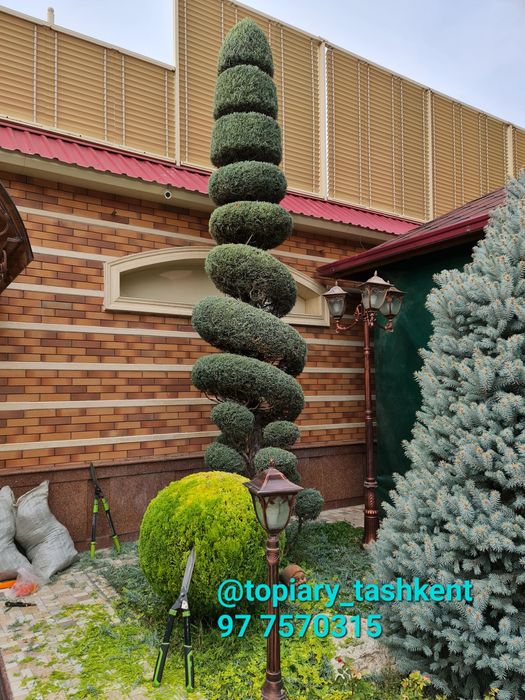 Archa kesish dorilash