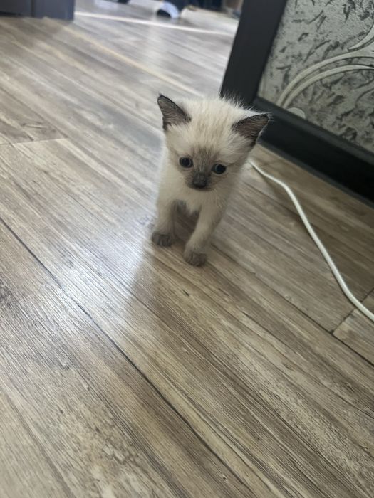 Котята - в добрые руки