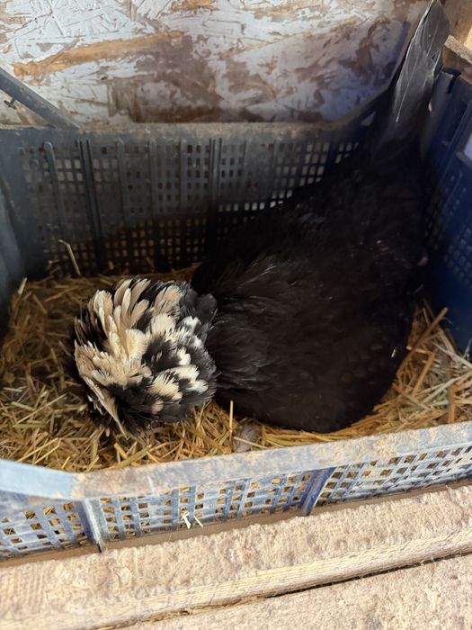 Vand oua motate olandeze