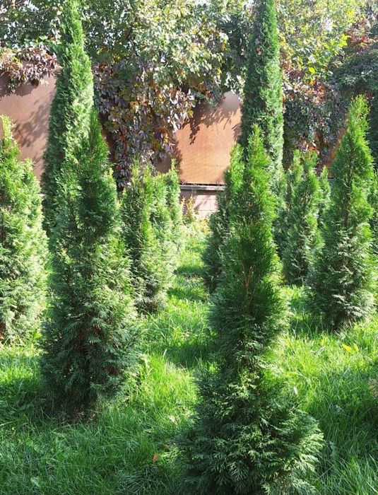 Туи оптом по выгодным ценам.