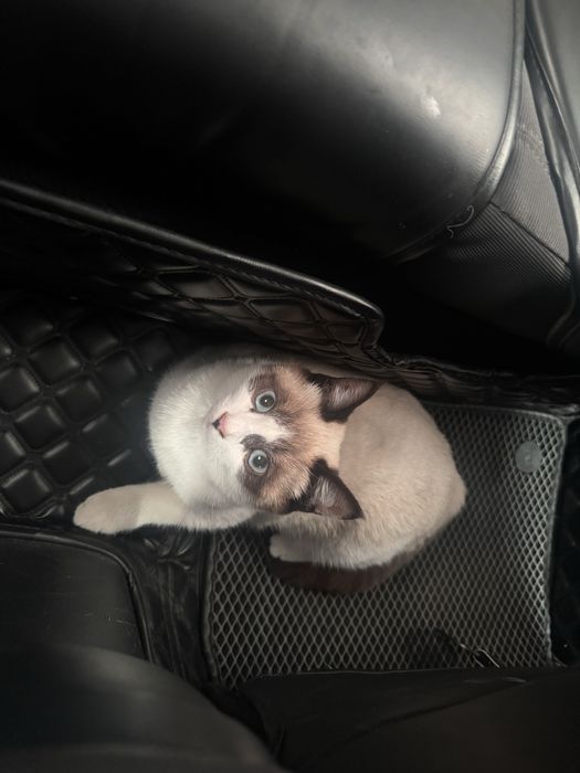 Отдам в добрые руки кота