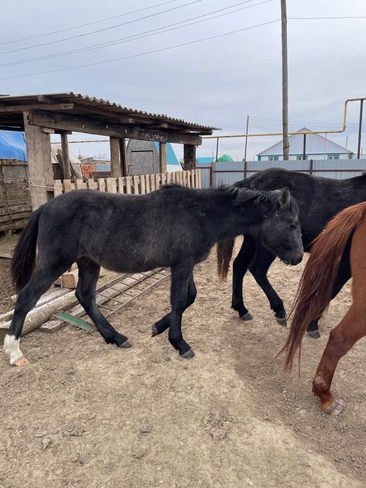 Жабағы еркек соғым