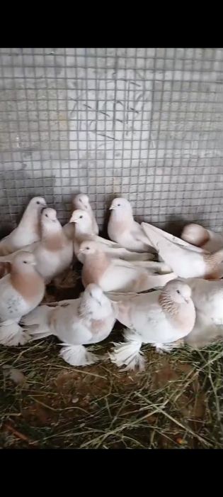 Голуби с гребли показывает игру