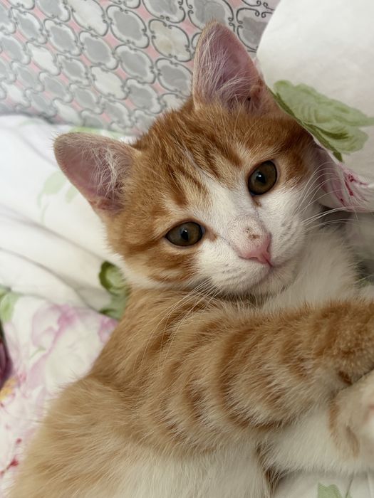 Котенок бесплатно