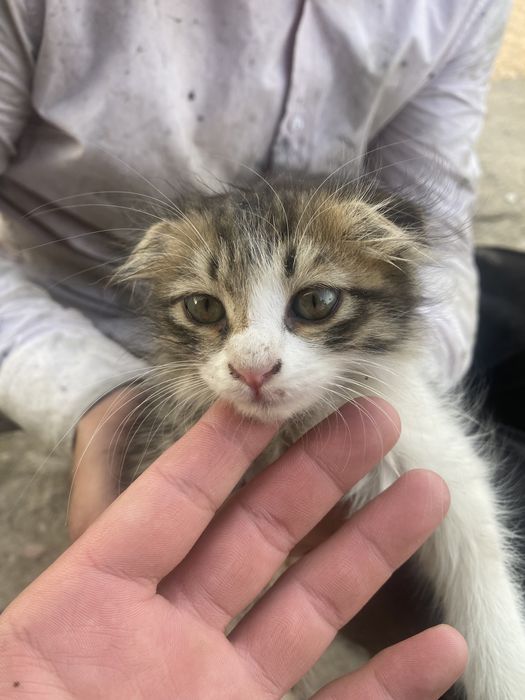 Кошка шотланские