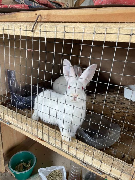 Hikol zotli quyonlar