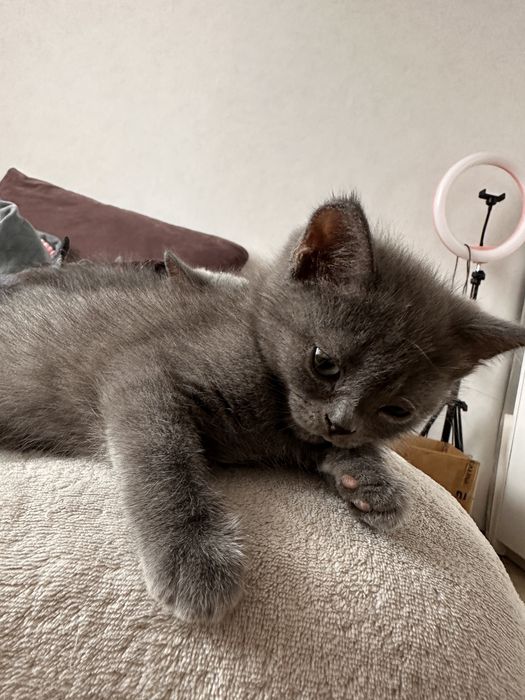 Продам британских котят