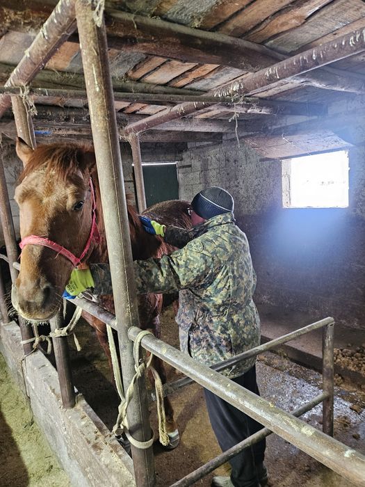 Донен сатамын . Продам жеребца