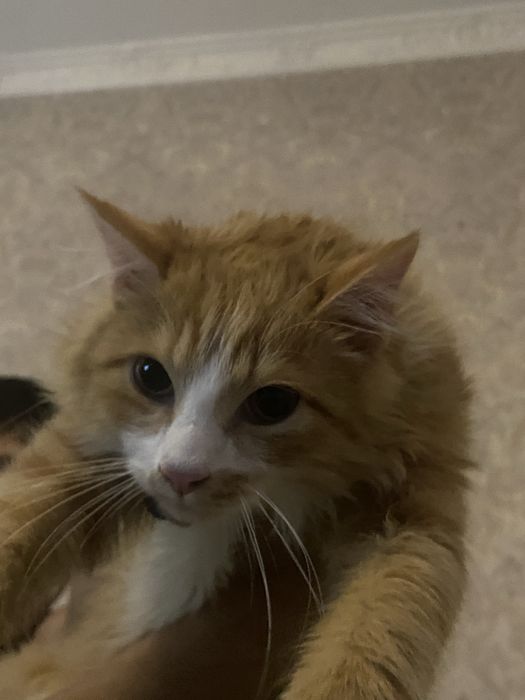 Турецкая Ангора Нажим