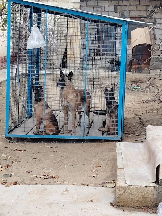 Бельгийский овчарка