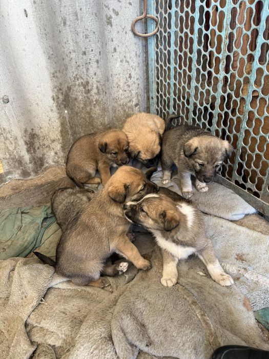 Милашки дворняжки щенки