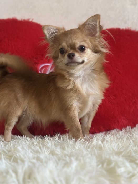 Шикарная. Девочка чихуахуа