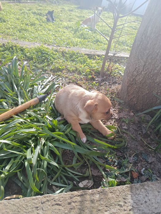 френски булдог момче