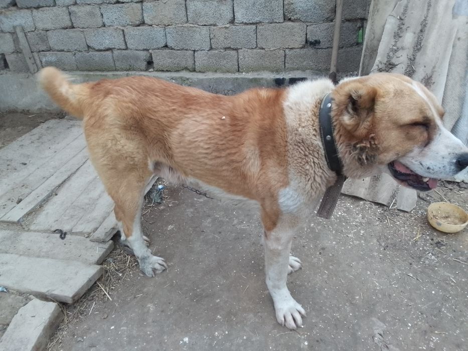 Qozoqi alabay barter.