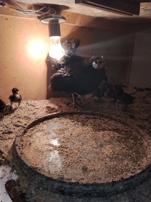 Vetam oylasi sotiladi
