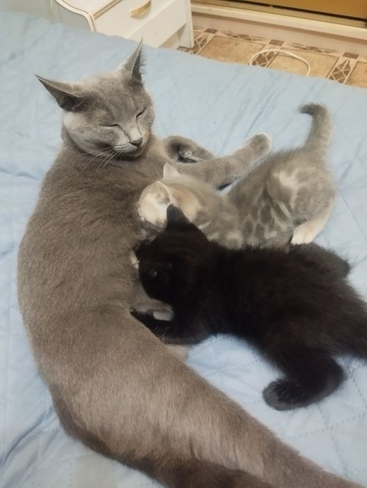 Продам котят котик и кошечка