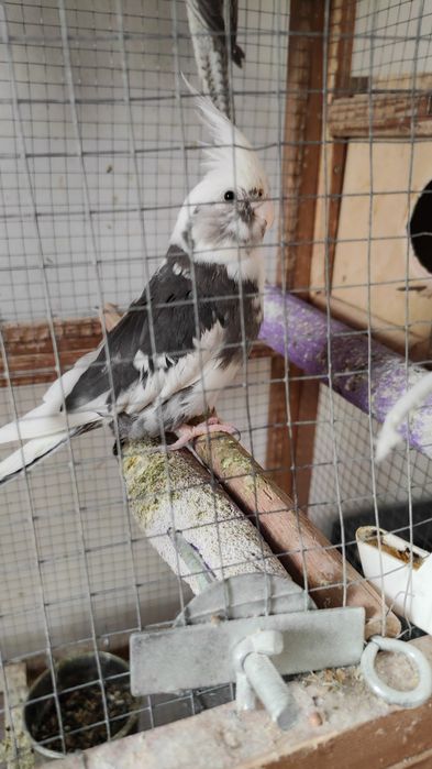 Pui de nimfe, foarte blânzi