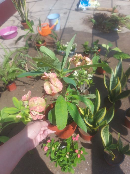 Комнатные цветы.